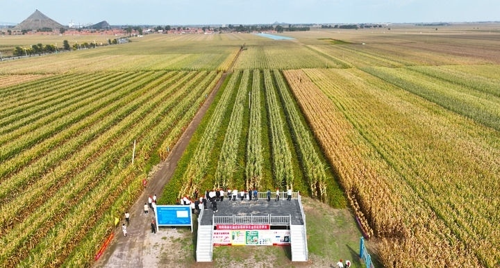 在遼寧省鐵嶺縣蔡牛鎮(zhèn)，外地農(nóng)民到張莊玉米合作社的大田里學(xué)習(xí)玉米選種和栽種技術(shù)（2023年9月26日攝，無人機(jī)照片）。新華社記者 楊青 攝