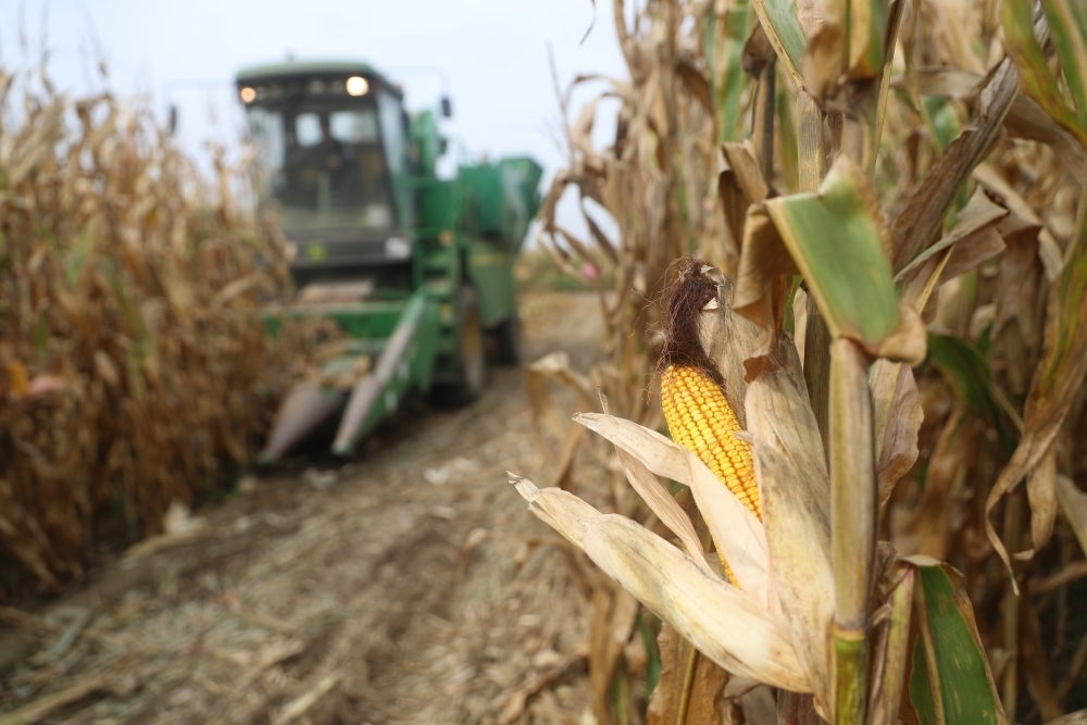 在遼寧省鐵嶺縣蔡牛鎮(zhèn)玉米田里，農(nóng)民駕駛農(nóng)機(jī)收割玉米（2023年9月26日攝）。新華社記者 楊青 攝