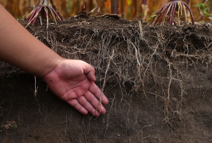 在遼寧省鐵嶺縣蔡牛鎮(zhèn)，張莊玉米合作社的農(nóng)民向外地農(nóng)民介紹黑土地保護(hù)和玉米秸稈還田情況（2023年9月26日攝）。新華社記者 楊青 攝