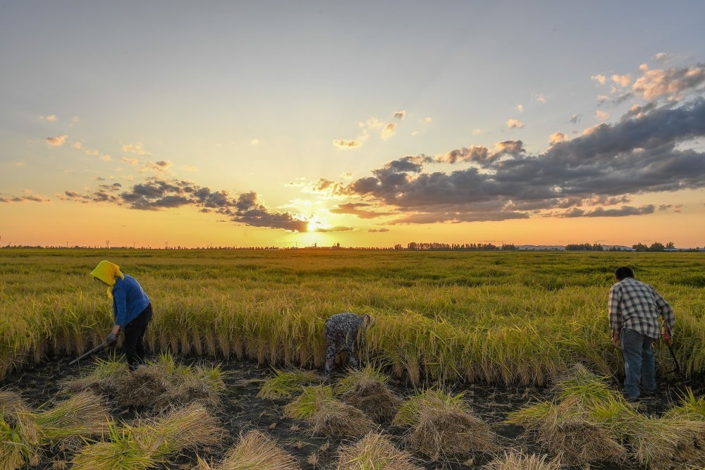 農(nóng)民在吉林省吉林市永吉縣萬昌鎮(zhèn)花家村收割水稻（2023年9月12日攝）。新華社記者 張楠 攝