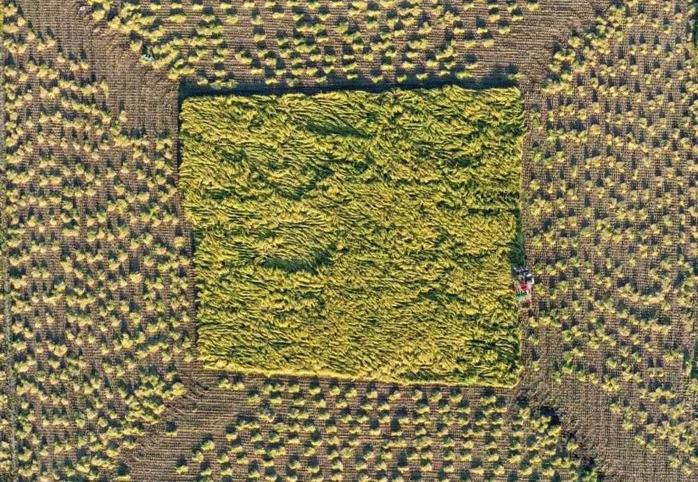 在吉林省舒蘭市平安鎮(zhèn)金星村，農(nóng)民駕駛農(nóng)機(jī)收割水稻（2023年9月21日攝，無人機(jī)照片）。新華社記者 張楠 攝