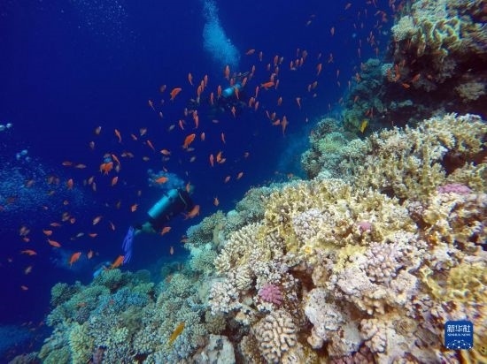  10月2日，人們?cè)诎＜拔髂伟雿u達(dá)哈布藍(lán)洞內(nèi)的珊瑚旁深潛。新華社記者 隋先凱 攝