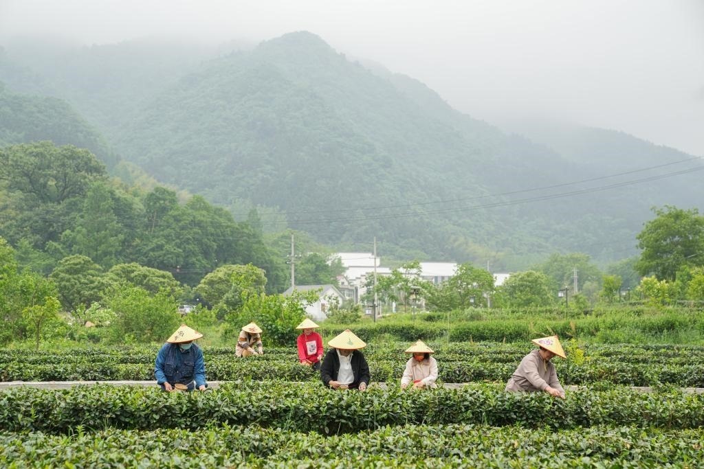 2022年5月11日，村民在大灣村生態(tài)茶園內(nèi)采摘茶葉。新華社記者杜宇攝