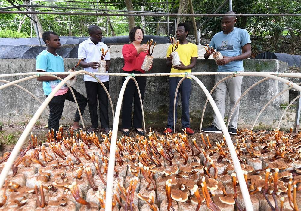 2021年8月12日，福建農(nóng)林大學(xué)國家菌草工程技術(shù)研究中心副主任林冬梅（中）為非洲留學(xué)生講解菌草鹿角靈芝的栽培情況。新華社記者 林善傳 攝