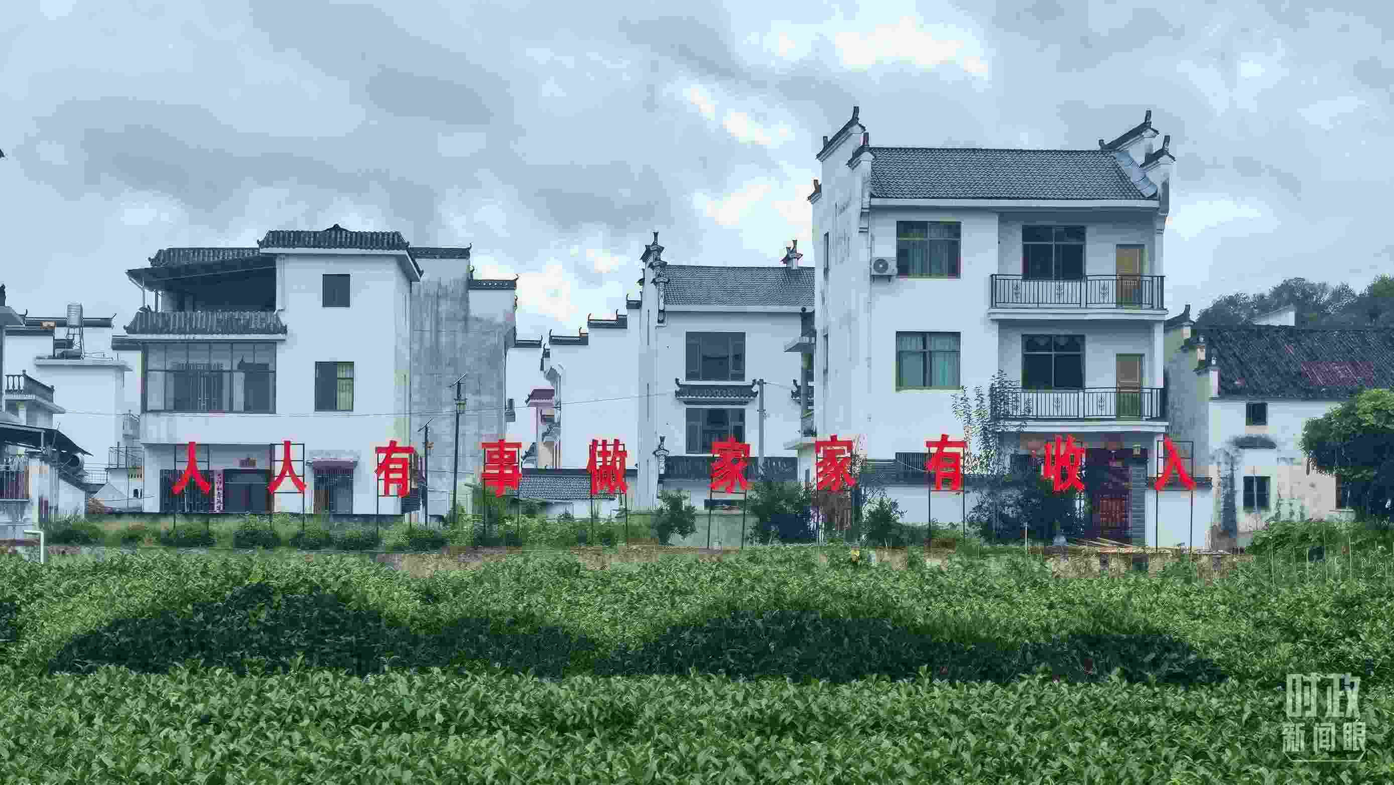 △石門村村民種植的茶葉。（總臺(tái)央視記者賈林拍攝）