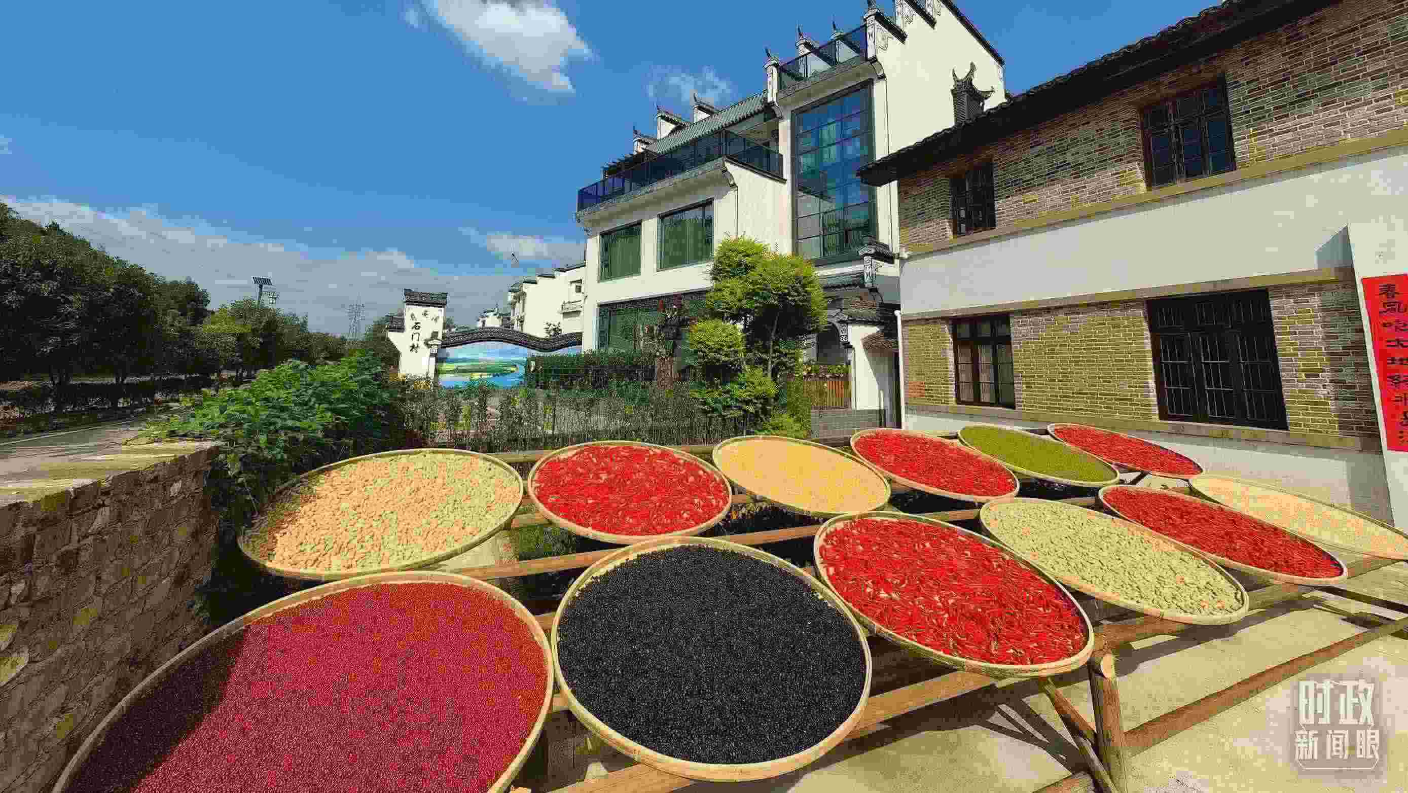 △曬秋農(nóng)俗成為婺源鄉(xiāng)村的一道美麗風(fēng)景。（總臺(tái)央視記者段德文拍攝）