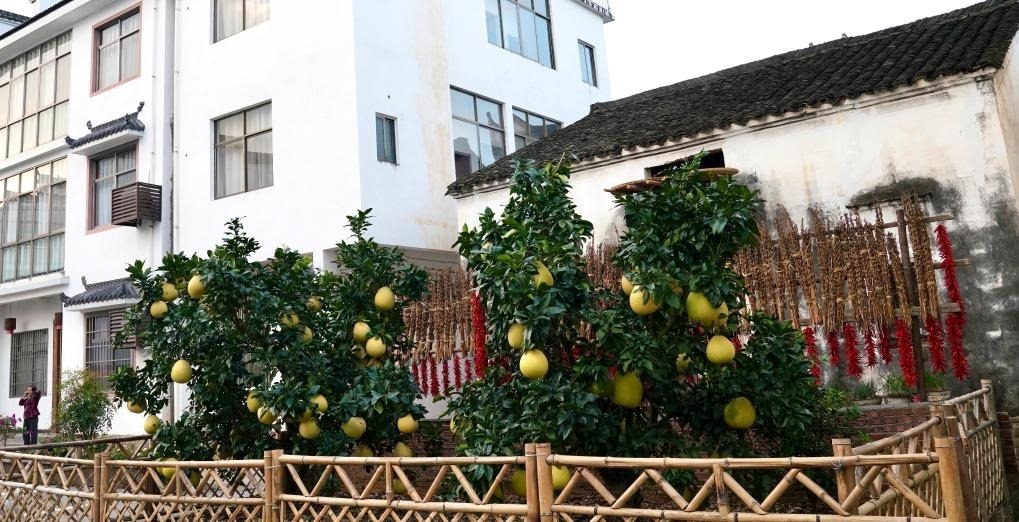 近日在江西省上饒市婺源縣秋口鎮(zhèn)王村石門自然村拍攝的馬家柚。新華社記者 胡晨歡 攝