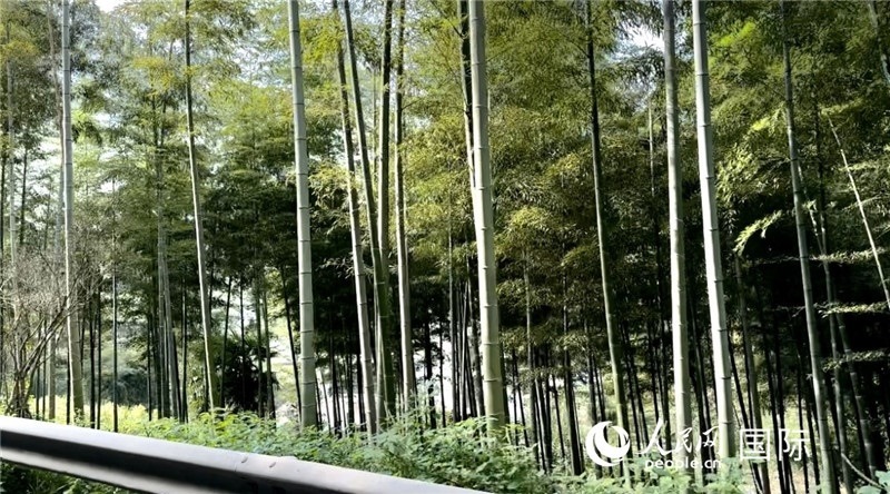 沿途中的竹林。人民網(wǎng)記者 周雨攝
