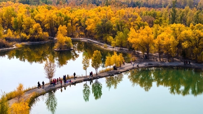 胡楊林金碧耀眼。蘭州局集團公司融媒體中心供圖