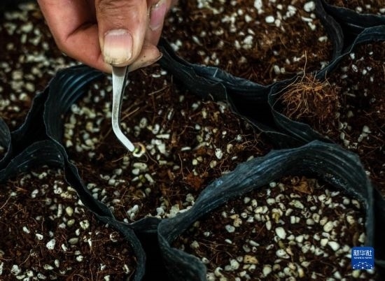 云南錦科花卉工程研究中心里已經(jīng)發(fā)芽的太空種子（4月3日攝）。