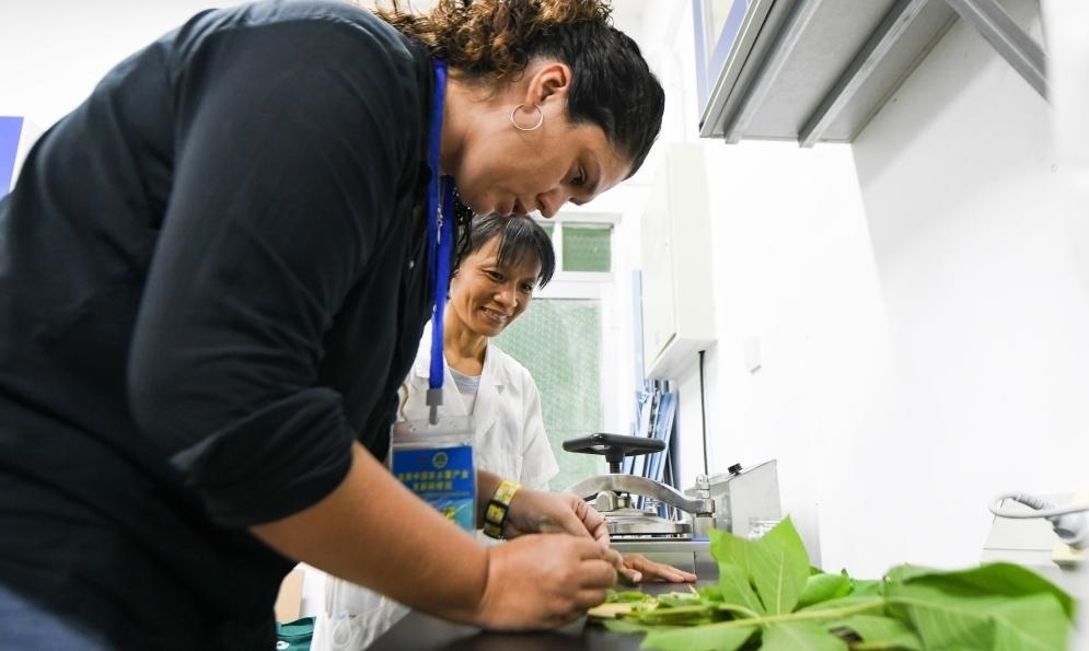 9月17日，來自哥倫比亞的研修班學(xué)員埃文·奧拉亞（左）在中國專家的指導(dǎo)下學(xué)習(xí)實(shí)操木薯組培快速繁育技術(shù)。