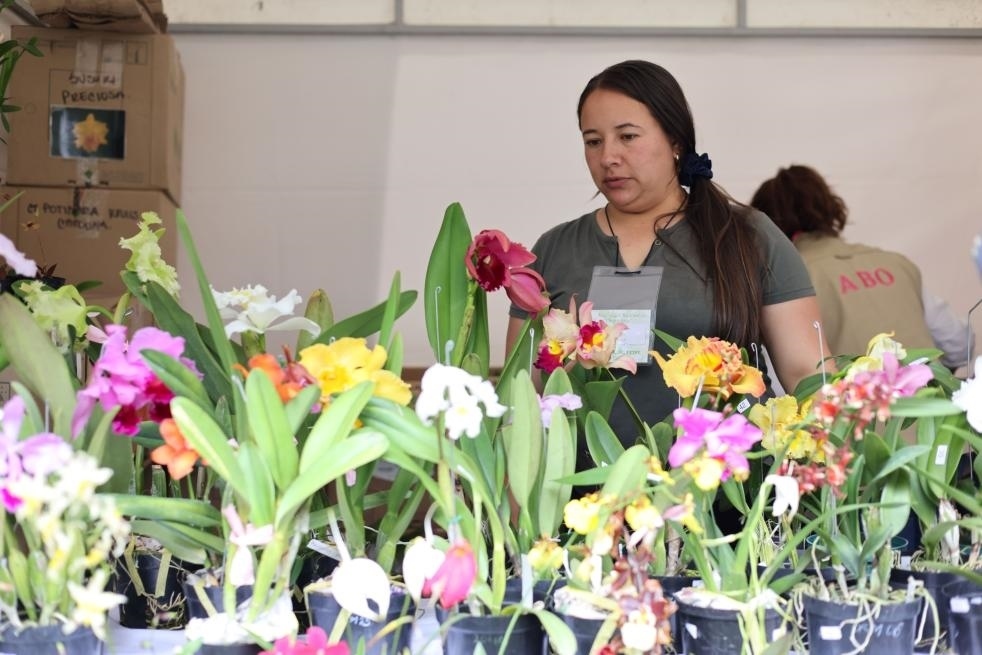 9月14日至17日，哥倫比亞首都波哥大舉辦蘭花展。