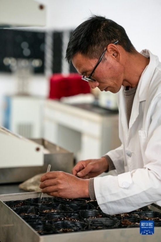 技術(shù)員田連通在實驗室播種太空種子（4月3日攝）。