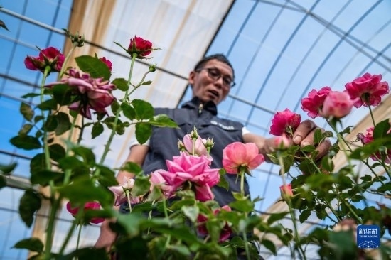 在云南省安寧市現(xiàn)代農(nóng)業(yè)園區(qū)玫瑰種植示范園，技術(shù)員田連通觀察玫瑰花（10月20日攝）。