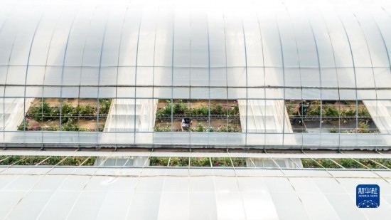 云南省安寧市現(xiàn)代農(nóng)業(yè)園區(qū)玫瑰種植示范園一景（無人機照片，10月20日攝）。