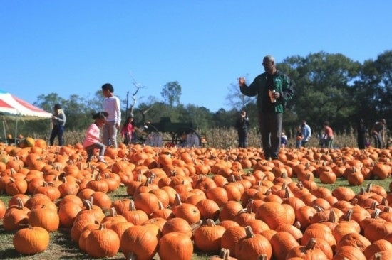  2020年10月31日，在美國(guó)新奧爾良市，人們?cè)谀瞎限r(nóng)場(chǎng)里玩耍。新華社發(fā)（魏蘭攝）