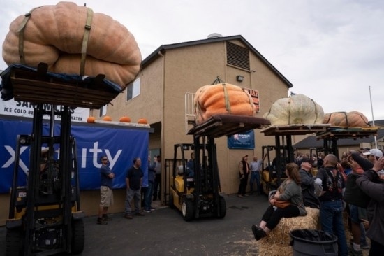 10月9日，在美國(guó)加利福尼亞州圣馬特奧縣半月灣舉行的南瓜稱重大賽現(xiàn)場(chǎng)，人們圍觀參賽的南瓜。新華社發(fā)（李建國(guó)攝）