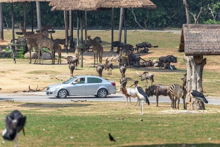 長隆野生動物世界園區(qū)內(nèi)，各類動物生活在一起。鄧泳怡 攝