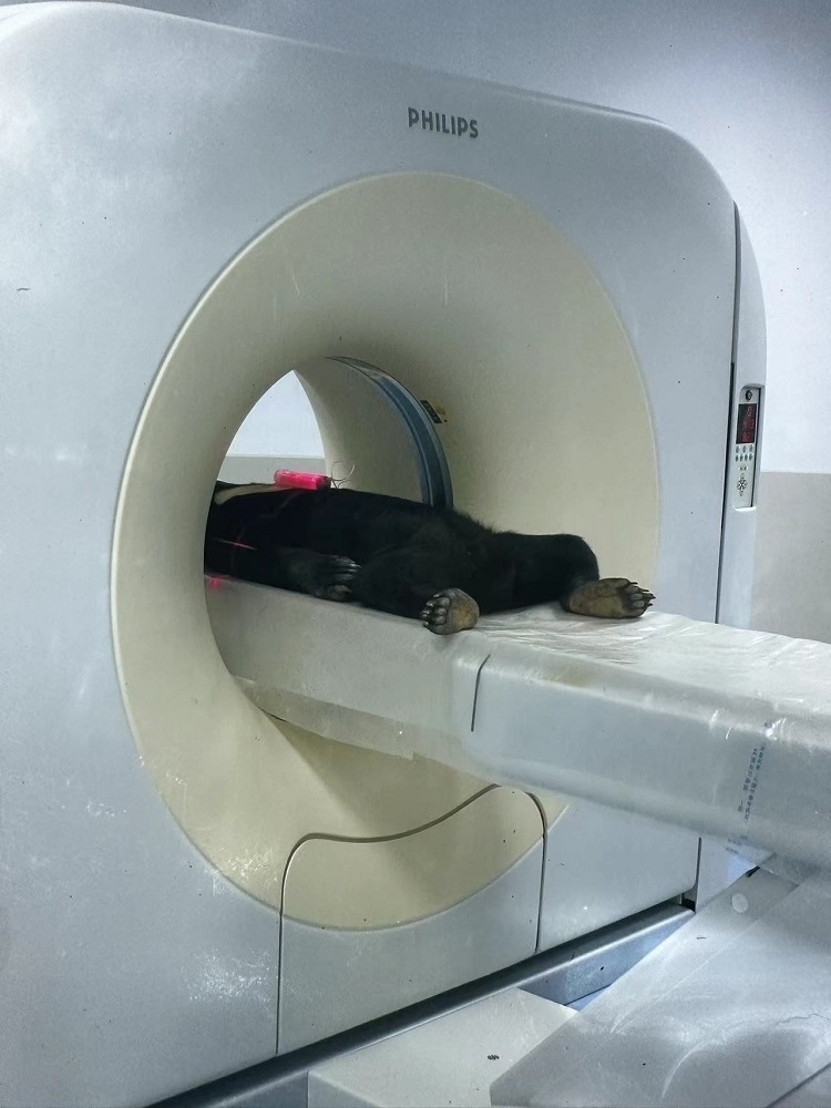 長隆野生動物世界的動物醫(yī)院內(nèi)，馬來熊在做核磁共振檢查。人民網(wǎng)記者 李舫攝