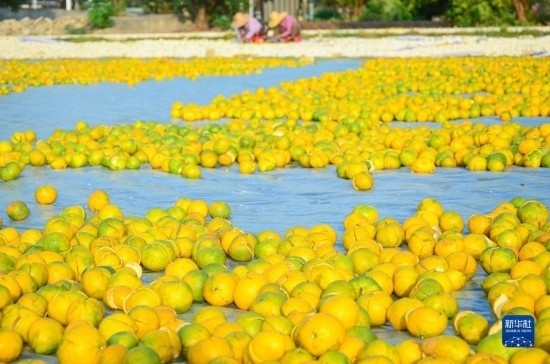 11月25日在廣東省江門市新會區(qū)拍攝的在空地上晾曬的新會柑皮。