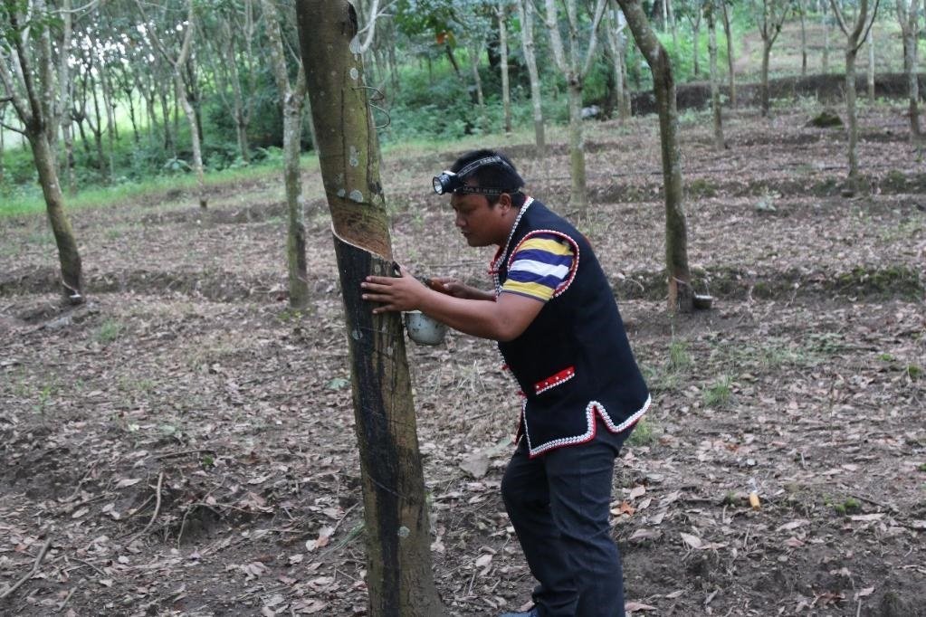 2017年10月,云南省永德縣團(tuán)樹(shù)村佤族膠農(nóng)蔣文富在割膠