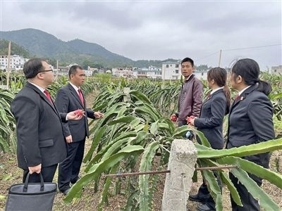  圖④：岑溪法院糯垌法庭法官深入轄區(qū)火龍果基地調(diào)研。