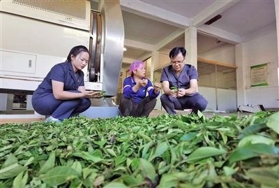  圖③：蒼梧法院六堡法庭法官深入茶企了解企業(yè)生產(chǎn)經(jīng)營(yíng)情況。