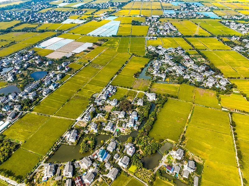 2023年10月22日，浙江海寧市黃灣鎮(zhèn)，金秋時(shí)節(jié)，金黃色的稻田與美麗鄉(xiāng)村構(gòu)成一幅寧?kù)o祥和的畫(huà)卷。