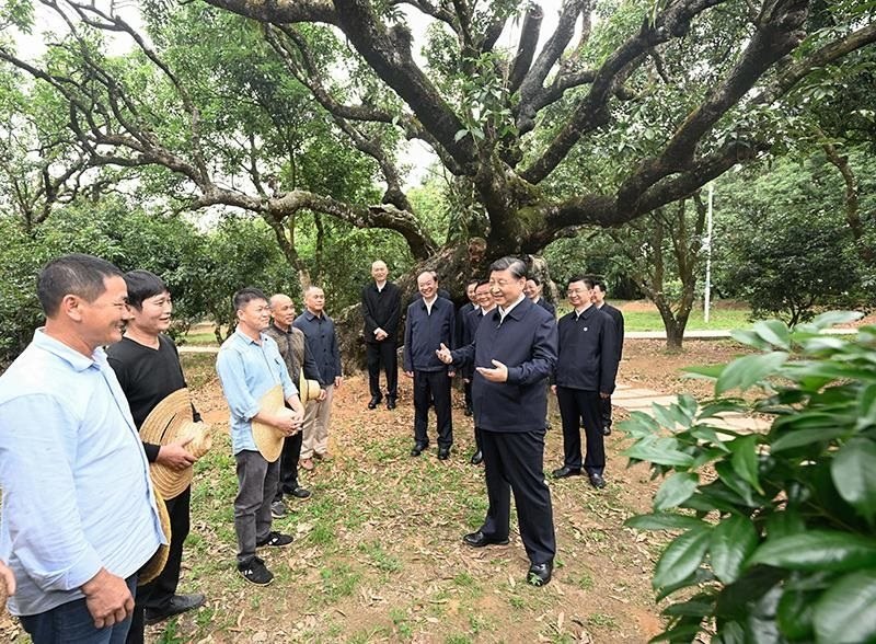 2023年4月11日，習(xí)近平總書記在廣東茂名柏橋村荔枝種植園，同現(xiàn)場(chǎng)技術(shù)人員親切交流。