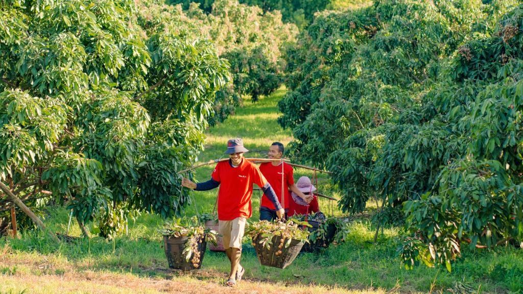 2023年10月，泰國(guó)尖竹汶府的龍眼種植園內(nèi)，采果工人正在運(yùn)輸新采摘的龍眼。（黎銀成攝 新華社發(fā)）
