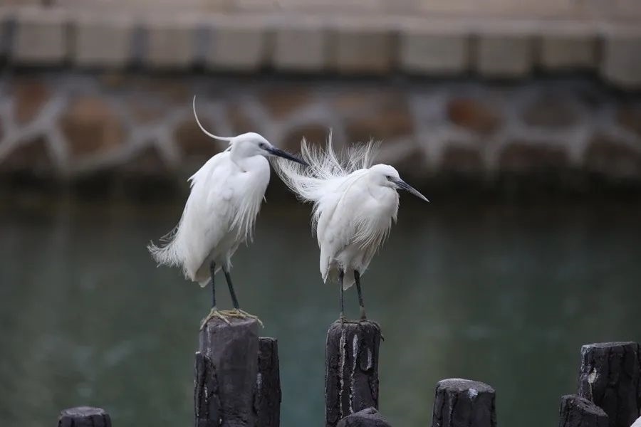 筼筜湖白鷺。人民網(wǎng)記者 陳博 攝