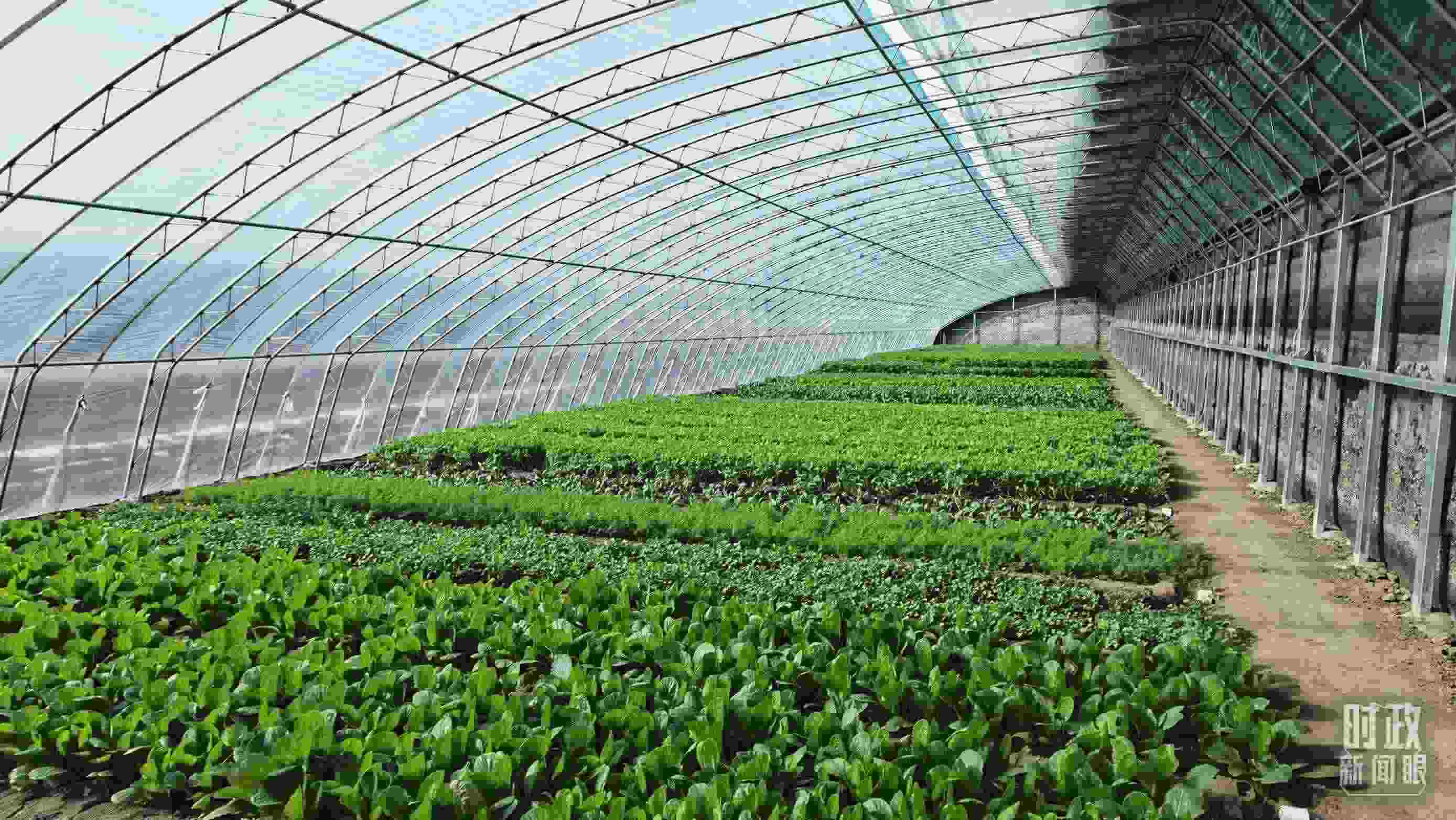 △第六埠村蔬菜大棚。（總臺央視記者郭鴻拍攝）