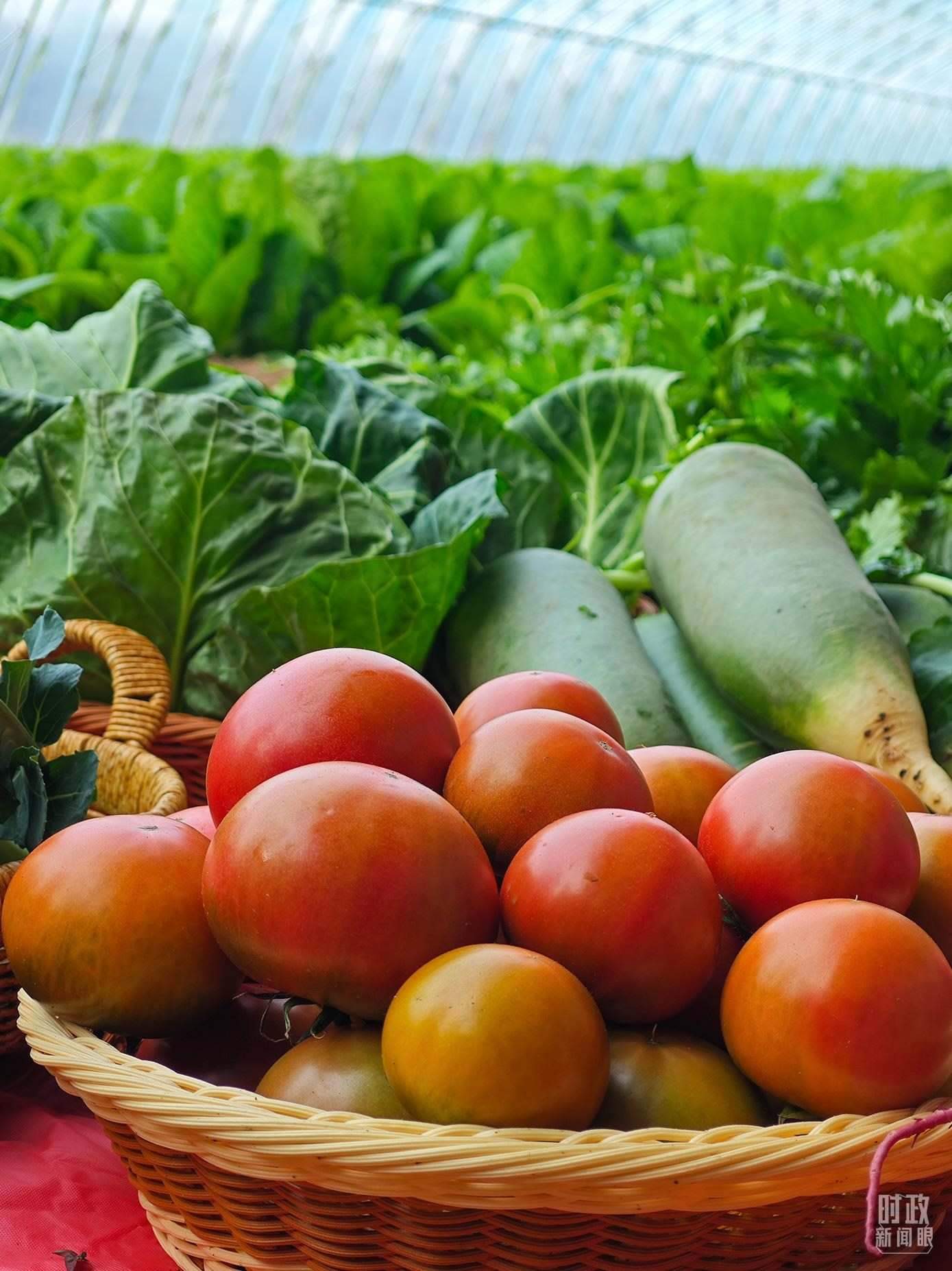 △第六埠村蔬菜大棚，蔬菜收獲頗豐。（總臺央視記者彭漢明拍攝）