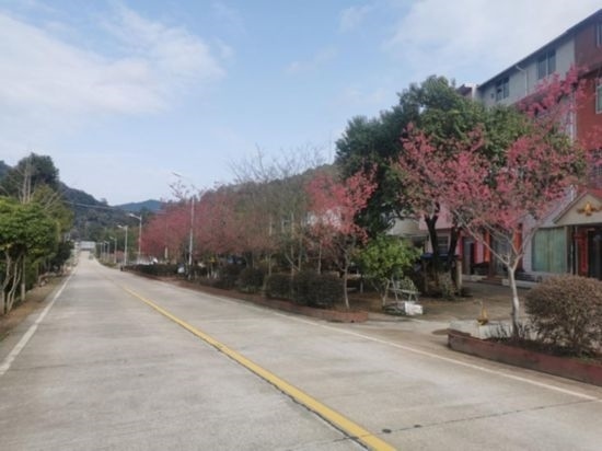 道路兩旁的山櫻花。將樂縣農(nóng)業(yè)農(nóng)村局供圖