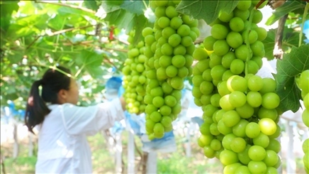 小屯村葡萄園里的陽光玫瑰葡萄。肖俊楠攝