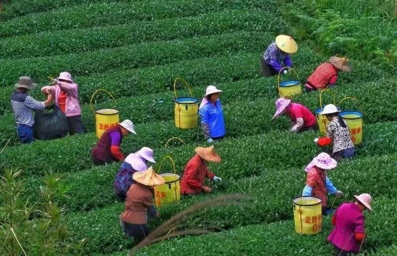 △軍營村茶農在茶園采茶。