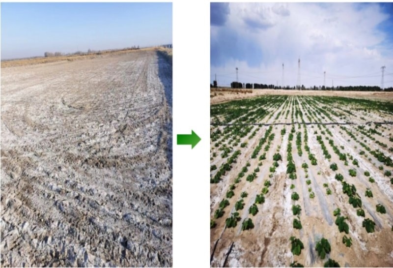 鹽堿地成良田。黃花農(nóng)場供圖