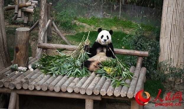 “福寶”享用新鮮的竹子。人民網(wǎng) 李帆攝