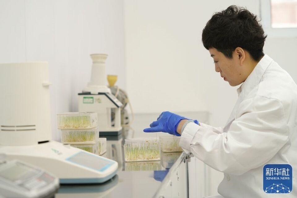 新華全媒+|“大糧倉(cāng)”黑龍江春耕備耕火熱進(jìn)行