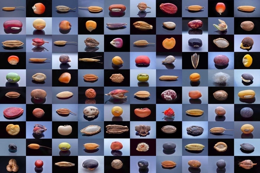 微距鏡頭下，湖南省農(nóng)作物種質(zhì)資源庫的種子千姿百態(tài)（100個(gè)種子拼版照片）。