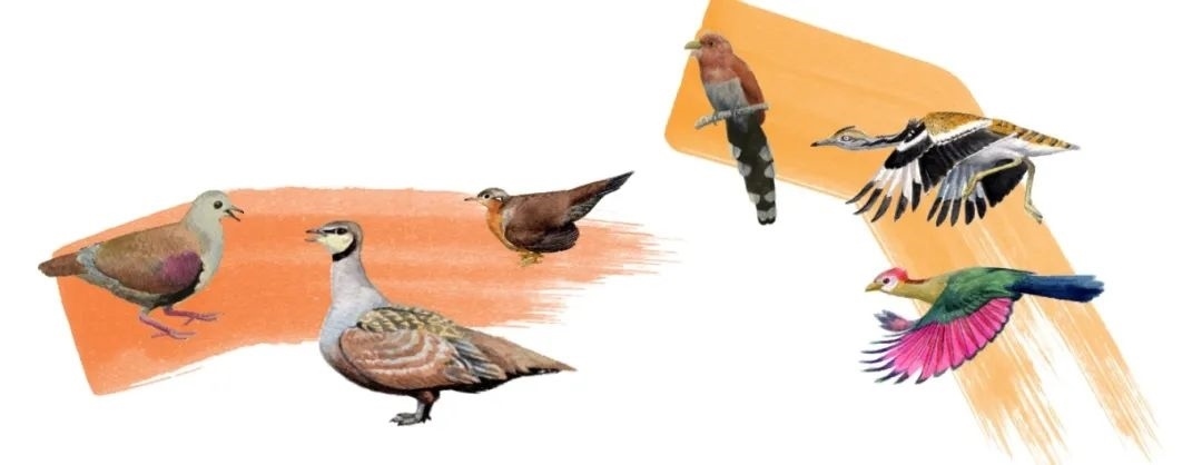 鴿鴇類。浙江大學供圖