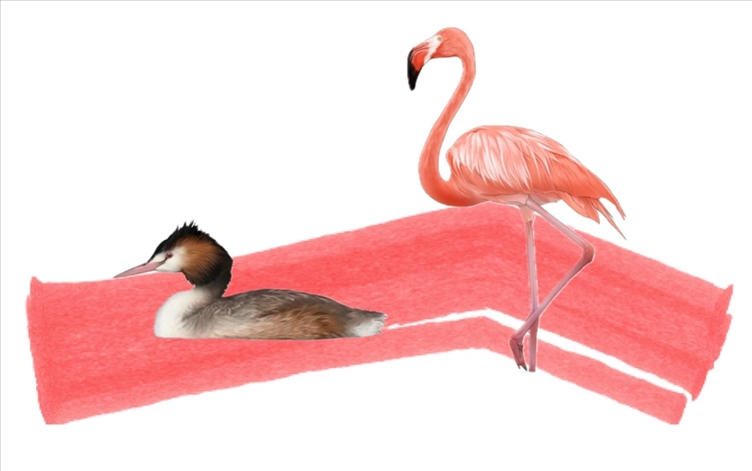 奇跡鳥類（火烈鳥總目）。浙江大學供圖