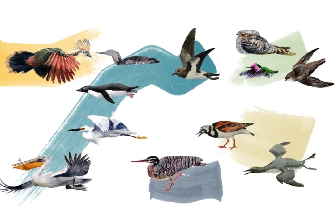 元素鳥類。浙江大學供圖