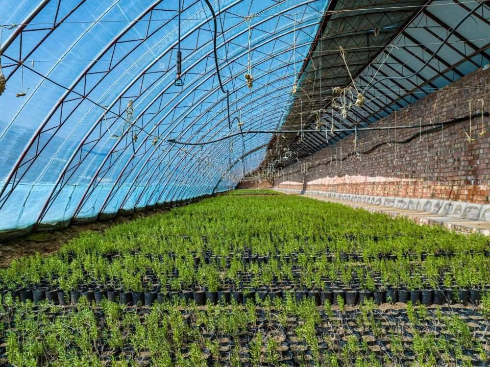 △內(nèi)蒙古一苗圃正在育苗。今年內(nèi)蒙古將投資2200萬元保障“三北”工程種苗供應(yīng)，助力打好“三北”工程攻堅(jiān)戰(zhàn)。