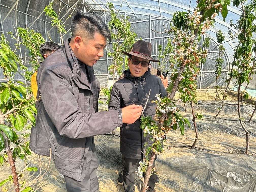 山東援藏小組及技術(shù)人員在大棚查看果蔬長勢。（受訪者供圖）