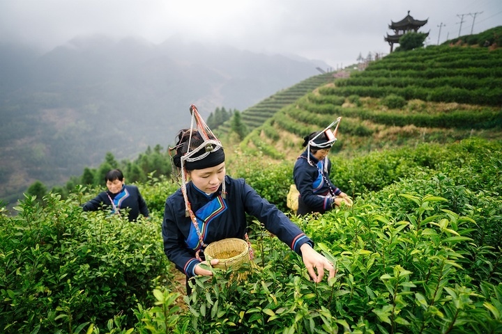 惠明茶采摘。供圖 共享聯(lián)盟·景寧