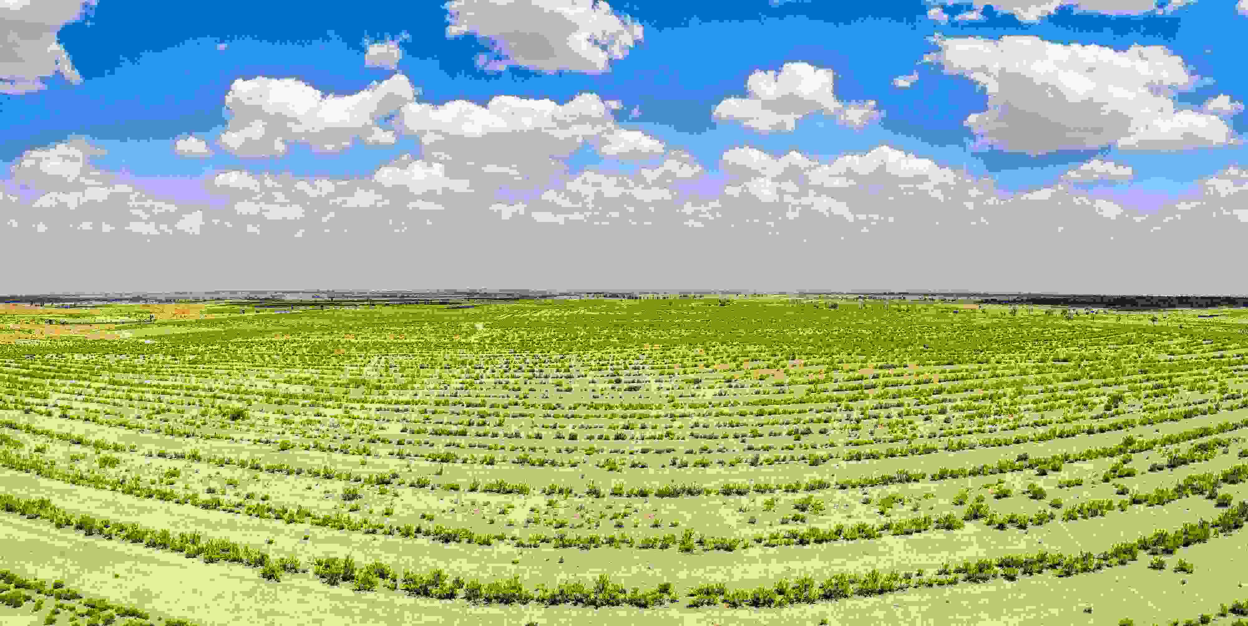 2023年6月7日，內(nèi)蒙古鄂爾多斯，毛烏素沙漠。