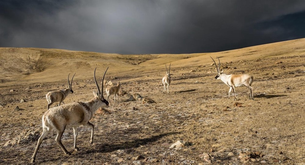 “高原精靈”藏羚羊。尼瑪多吉攝