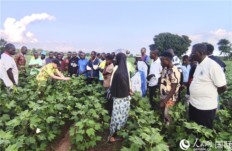 當(dāng)?shù)孛揶r(nóng)紛紛向中國(guó)專(zhuān)家學(xué)習(xí)技術(shù)。人民網(wǎng)記者 黃培昭攝