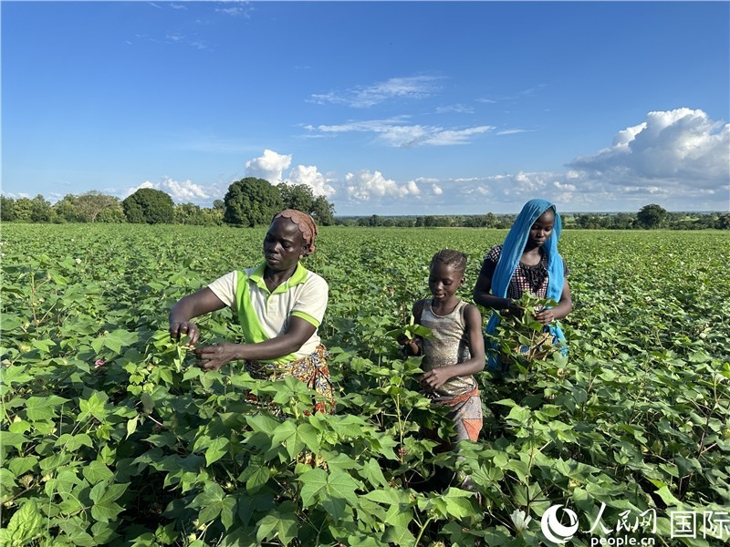 當(dāng)?shù)孛揶r(nóng)在麥田里勞作。人民網(wǎng)記者 黃培昭攝